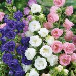 İdea Pazar Calycanthema ‘cup & Saucer’ Campanula Karışık Çan Çiçeği Tohumu (100 Tohum) - 1 Adet