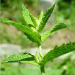 İdea Pazar Spearmint Nane Tohumu (200 Tohum) - 1 Adet