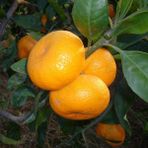 İdea Pazar Tüplü Aşılı Bol Sulu Verimli Rize Satsuma Mandalin Fidanı - Yok