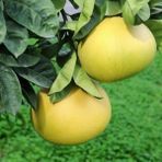 İdea Pazar Tüplü Aşılı Nadir Bulunan Şadok Pomelo (Ağaç Kavunu) Fidanı - Yok