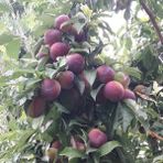 İdea Pazar Tüplü Aşılı Verimli Aromatik Formosa Japon Erik Fidanı - Yok