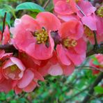 İdea Pazar Tüplü Japon Ayvası (Japanese Quince) Fidanı - Yok