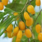 İdea Pazar Tüplü Özel Çeşit Amber Sweet Altuni Sarı Goji Berry Fidanı - Yok