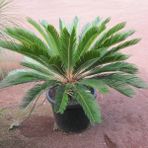 İdea Pazar Tüplü Sikas (Cycas) Fidanı - Yok