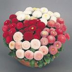 İdeaBahçe Katmerli Mix Bellis Perennis Ponpon İngiliz Çayır Papatyası Çiçeği Tohumu (100 tohum)