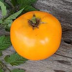 İdeaBahçe Orange Sunray Domates Tohumu-(20 Tohum)