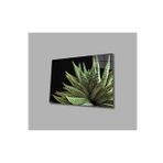 İdeal Glass Art Alovera Cam Tablo