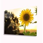 İdeal Glass Art Ayçiçeği 4 mm Dayanıklı Temperli Cam Tablo