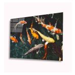 İdeal Glass Art Balıklar 4 mm Dayanıklı Temperli Cam Tablo