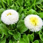 ideaPazar Bellis Perennis Beyaz Ponpon İngiliz Çayır Papatyası Çiçeği Tohumu (100 tohum)