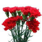 ideaPazar Chabaud Cardinal Red Karanfil Çiçeği Tohumu (70 adet)