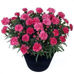 ideaPazar Chabaud Pure Rose Karanfil Çiçeği Tohumu (70 adet)
