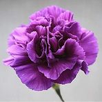 ideaPazar Chabaud Violet Katmerli Karanfil Çiçeği Tohumu (70 adet)