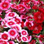 ideaPazar Dianthus Heddewigii Baby Doll Karanfil Çiçeği Tohumu (100 adet)