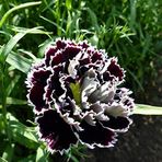 ideaPazar Dianthus Heddewigii Black White Karanfil Çiçeği Tohumu (100 adet)