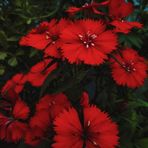 ideaPazar Dianthus Heddewigii Bravo Karanfil Çiçeği Tohumu (100 adet)
