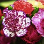 ideaPazar Dianthus Heddewigii Gaiety Katmerli İri Karanfil Çiçeği Tohumu (100 adet)
