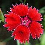 ideaPazar Dianthus Superbus Red Bol Kokulu Karanfil Çiçeği Tohumu (100 adet)