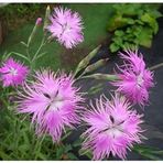 ideaPazar Dianthus Superbus Rose Bol Kokulu Karanfil Çiçeği Tohumu (100 adet)