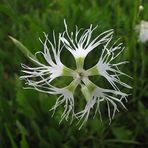 ideaPazar Dianthus Superbus White Bol Kokulu Karanfil Çiçeği Tohumu(100 adet)