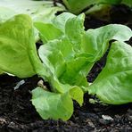 ideaPazar Doğal Cornd Salad Marul Tohumu(40 tohum)