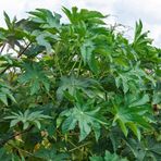 ideaPazar Gibsonii Kene (Castor Bean) Çiçeği Tohumu (5 tohum)