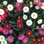 ideaPazar Mix Katmerli Bellis Perennis Ponpon İngiliz Çayır Papatyası Çiçeği Tohumu (100 tohum)