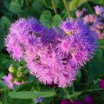 ideaPazar Pembe Top Vapur Dumanı (Ageratum) Çiçeği Tohumu (50 tohum)