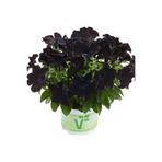 İdeaPazar Petunia Atkinsiana Back To Black Siyah Petunya Çiçeği Fidesi (1 Adet Fide)