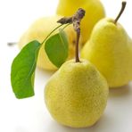 ideaPazar Tüplü Aşılı Bol Verimli Aromatik Williams Bartlett Armut Fidanı