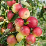ideaPazar Tüplü Aşılı Tam Bodur Aromatik Amasya Misket Elma Fidanı