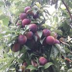 ideaPazar Tüplü Aşılı Verimli Aromatik Formosa Japon Erik Fidanı