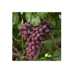 ideaPazar Tüplü Çekirdeksiz Crimson Seedless Üzüm Asma-Bağ Fidanı