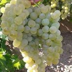 ideaPazar Tüplü Kokulu Sauvignon Blanc Üzüm Asma-Bağ Fidanı