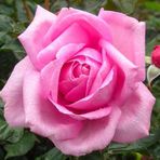 ideaPazar Tüplü Rose Dot Pembe-Beyaz Renk Kokulu Yediveren Gül Fidanı