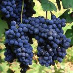 ideaPazar Tüplü Şaraplık Syrah (Şiraz) Üzüm Asma-Bağ Fidanı