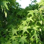 ideaPazar Tüplü Sığla Ağacı (Liquidambar styraciflua) Fidanı