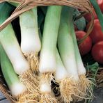 İdeasepet Naturel Dev Musselberg Pırasa Tohumu (100 Tohum)