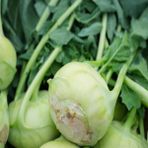 İdeasepet Naturel Green Kohlrabi (Alabaş)Tohumu (25 Tohum)