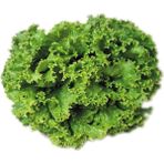 İdeasepet Naturel Şamba Kıvırcık Marul Tohumu (1200 Tohum)