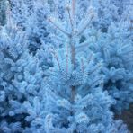 İdeasepet Picea Mavi Ladin Tohumu (25 Adet)