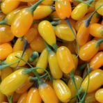 İdeasepet Tüplü Altın Gibi Goji Berry Fidanı