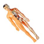 ifundom Gerçekçi İnsan Vücudu Anatomisi İskelet Seti Çocuklar İçin Eğitici Bilim Deney Seti Organ Modeli Oyuncak 3d Vücut Yapısı Bulmacası
