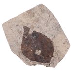 ifundom Süsleme fosili örneği paleontoloji dekoratif bitkiler ginkgo yaprağı fosili akçaağaç yaprağı fosili taşlar hediye örnek gerçek Toplamak Ginkgo Biloba Palmiye yaprağı