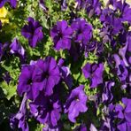 İhtişamlı Eflatun Petunya (petunia) Çiçeği Tohumu -800 Adet