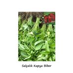 İKB FİDE VE TOHUM Salçalık Biber Fidesi Kapya