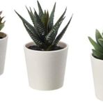 IKEA 3 Lü Yapay Kaktüs Seti Meridyendukkan Kaktüs 3 Lü Set 6 Cm Yapay Bitki Çiçek Saksılı Kaktüs