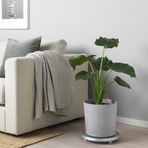 IKEA BOYSENBAR beton saksı açık gri - 30452260