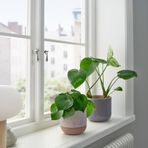 IKEA BUSKKAPRIFOL seramik saksı bej - 60595899