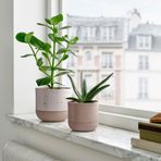 IKEA BUSKKAPRIFOL seramik saksı gri - 80595898